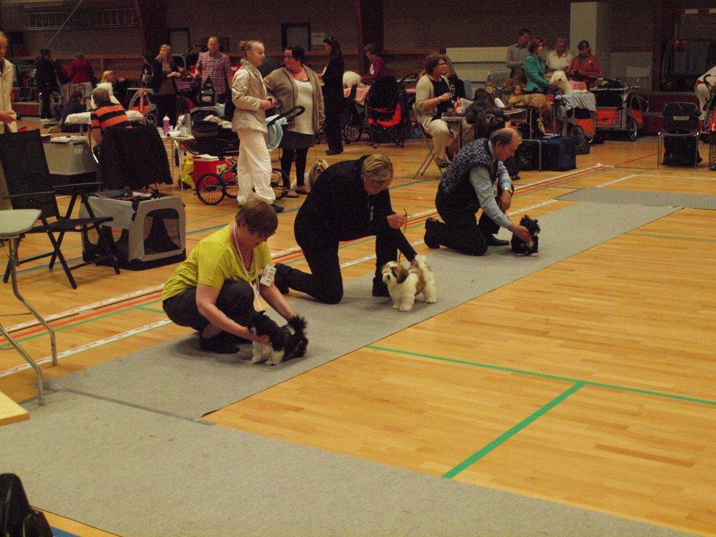 Shih Tzu Danmark
